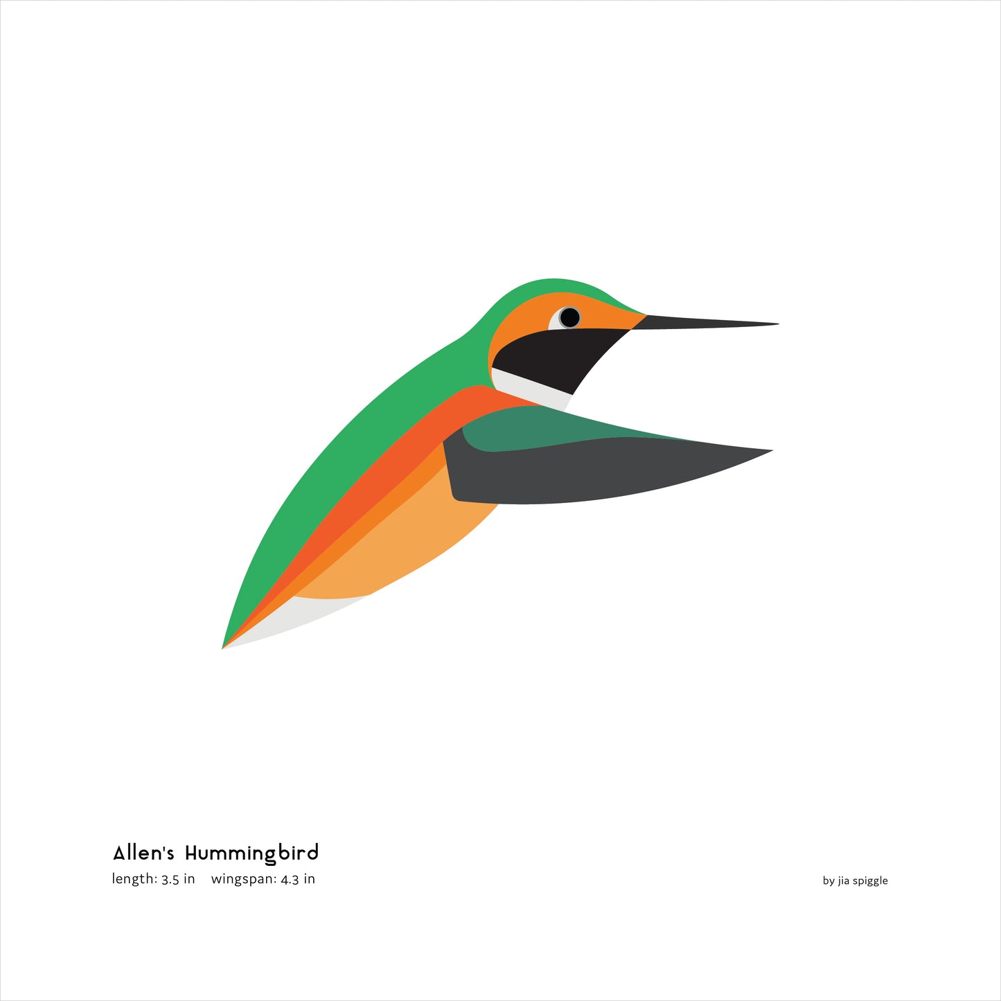 Allen's Hummingbird Art Print