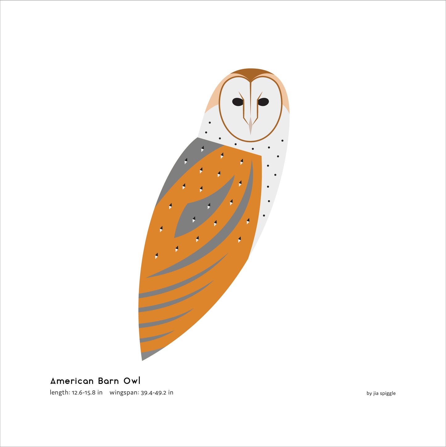 American Barn Owl Art Print