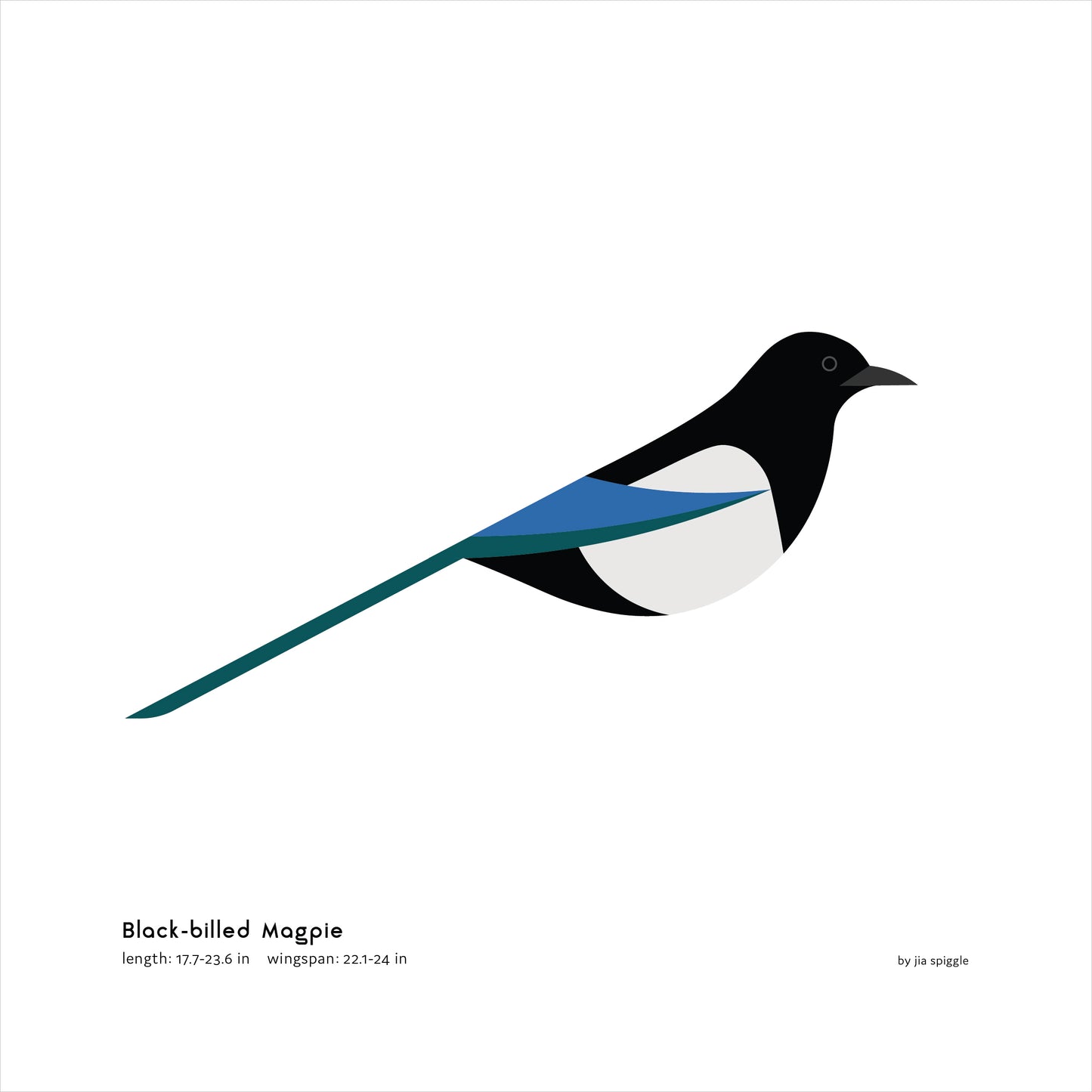 Black-billed Magpie Art Print