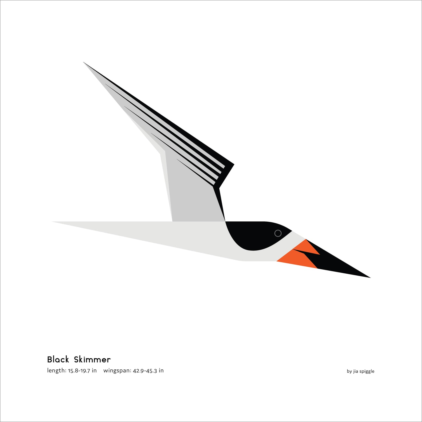 Black Skimmer Art Print