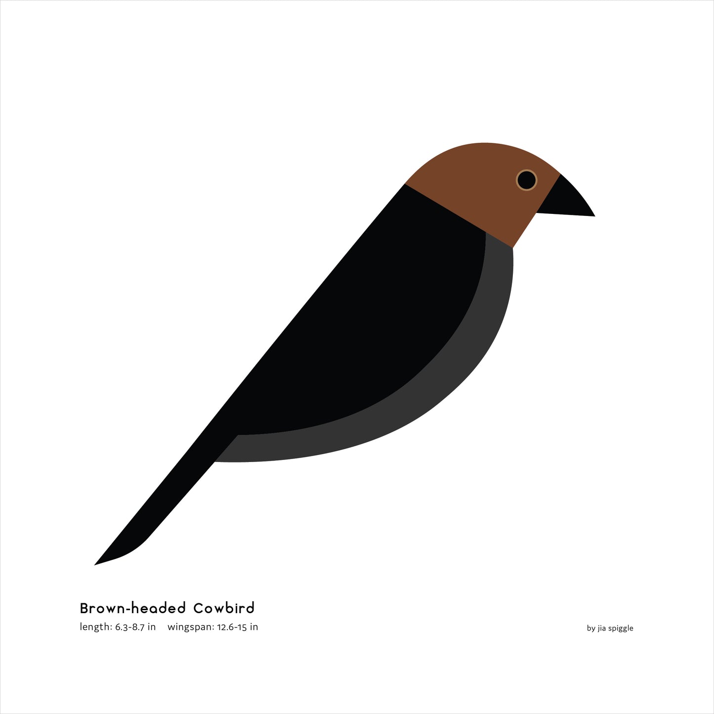 Brown-headed Cowbird Art Print