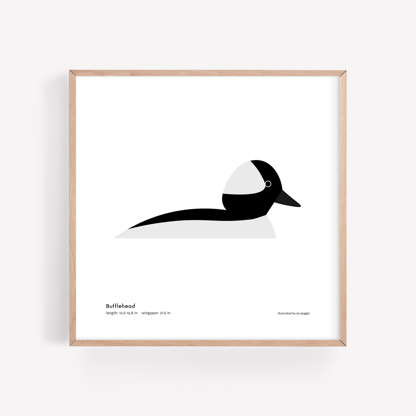 Bufflehead Art Print