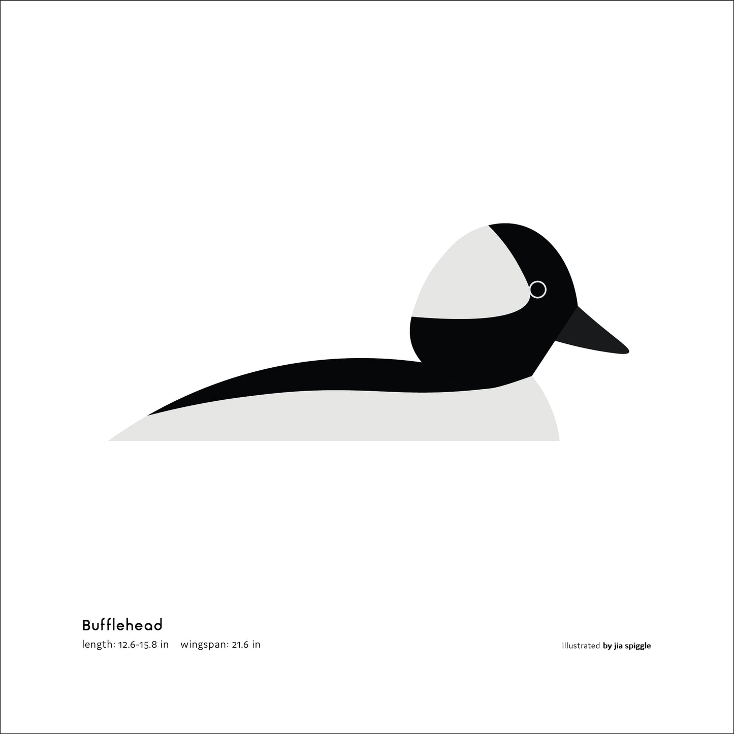 Bufflehead Art Print