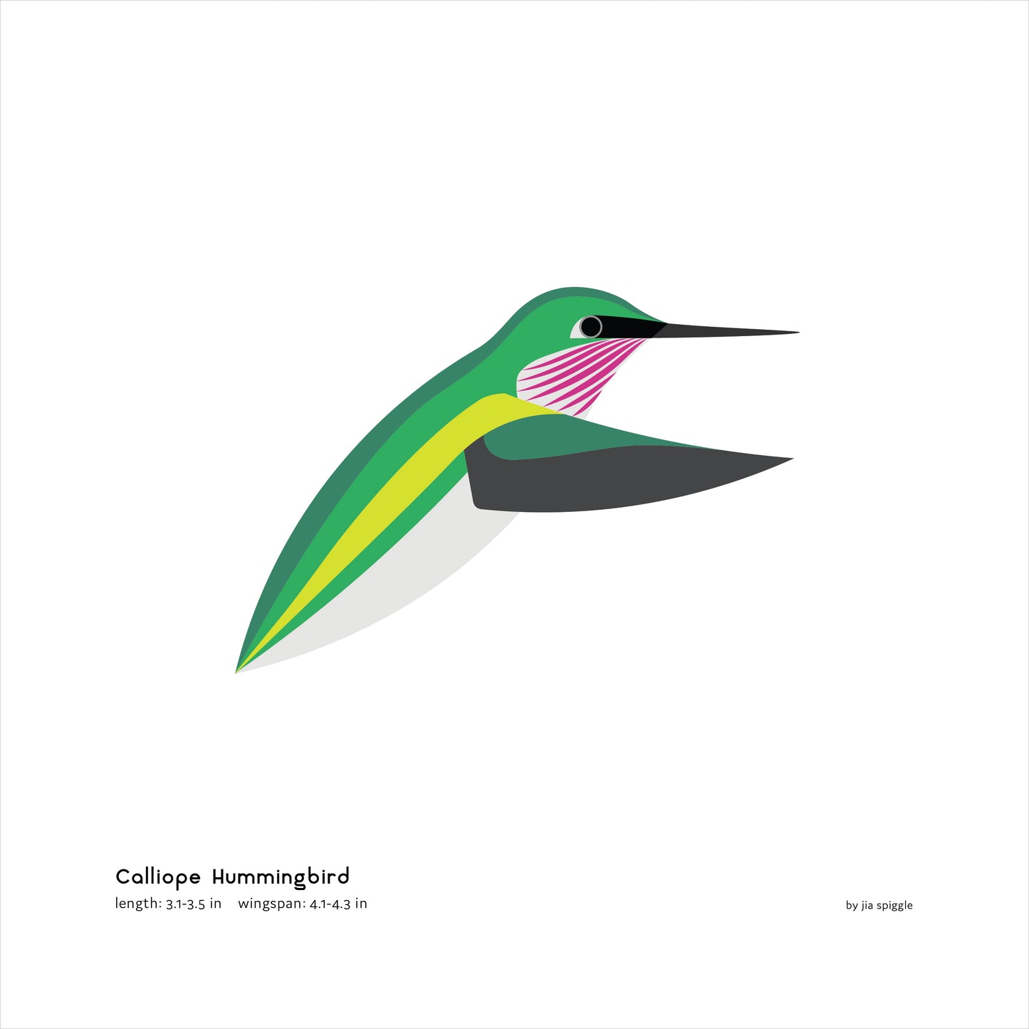 Calliope Hummingbird Art Print