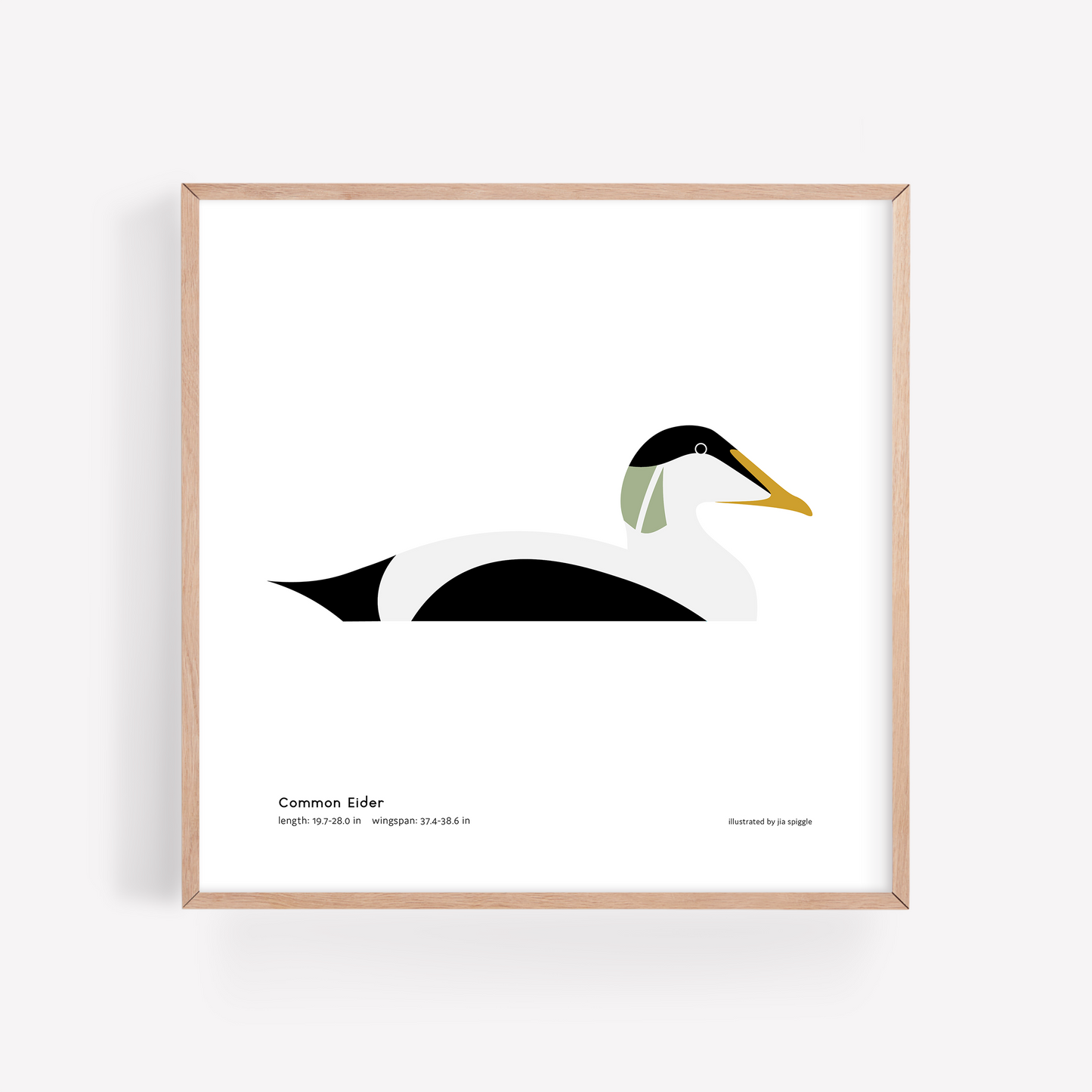 Common Eider Art Print