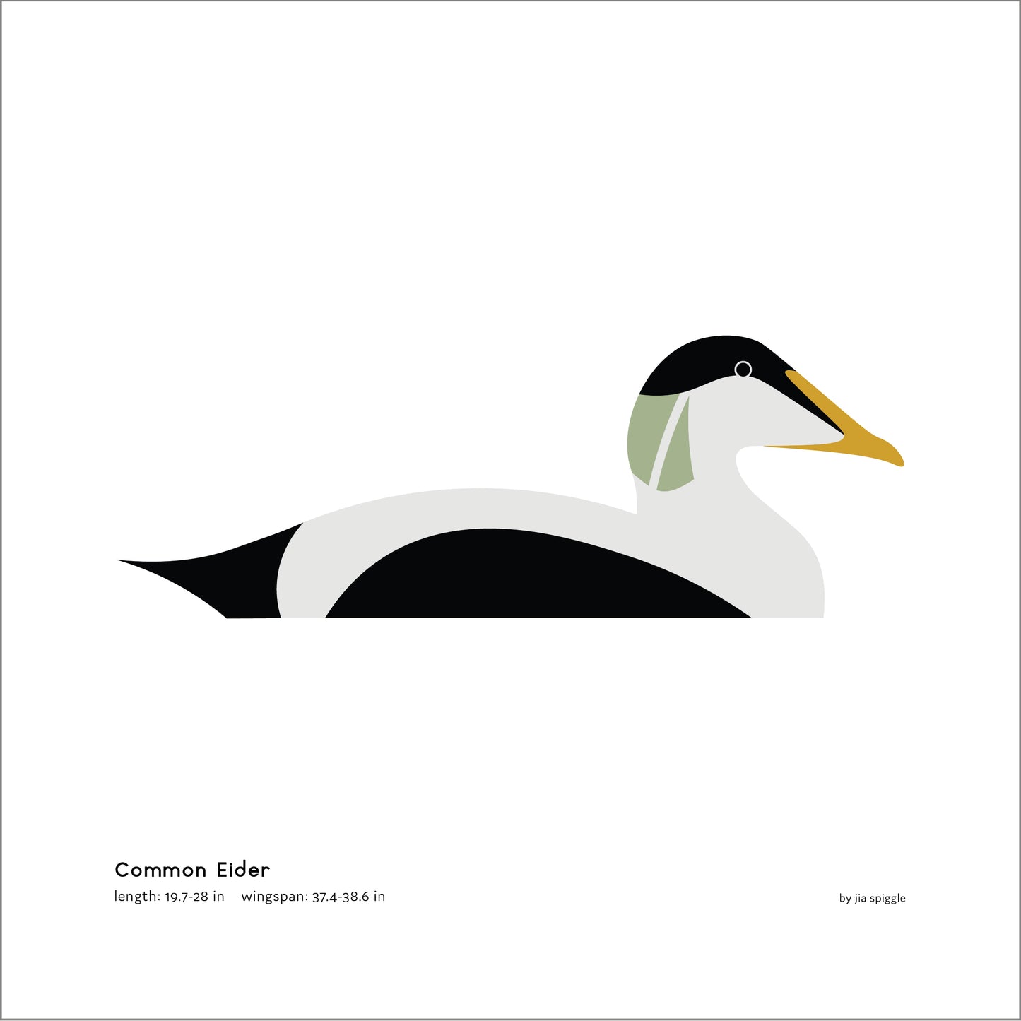 Common Eider Art Print