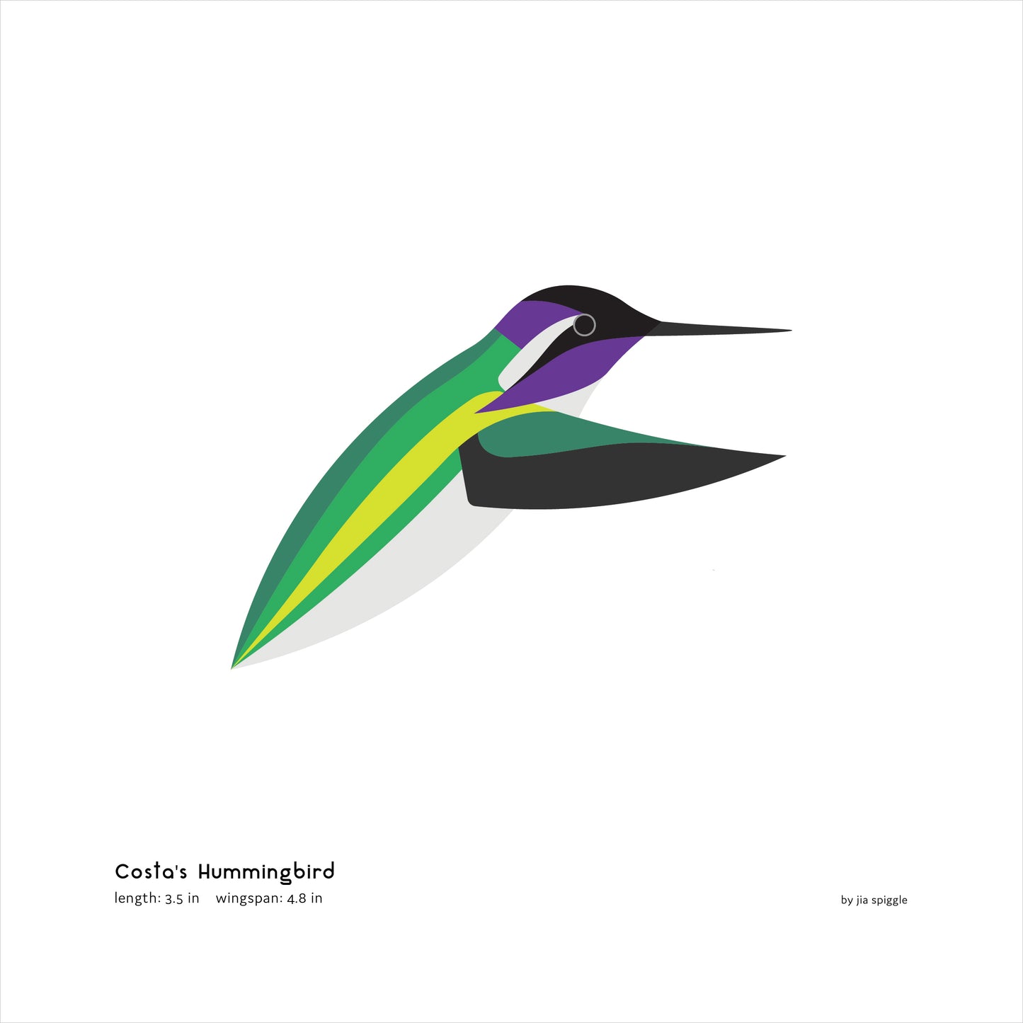 Costa's Hummingbird Art Print