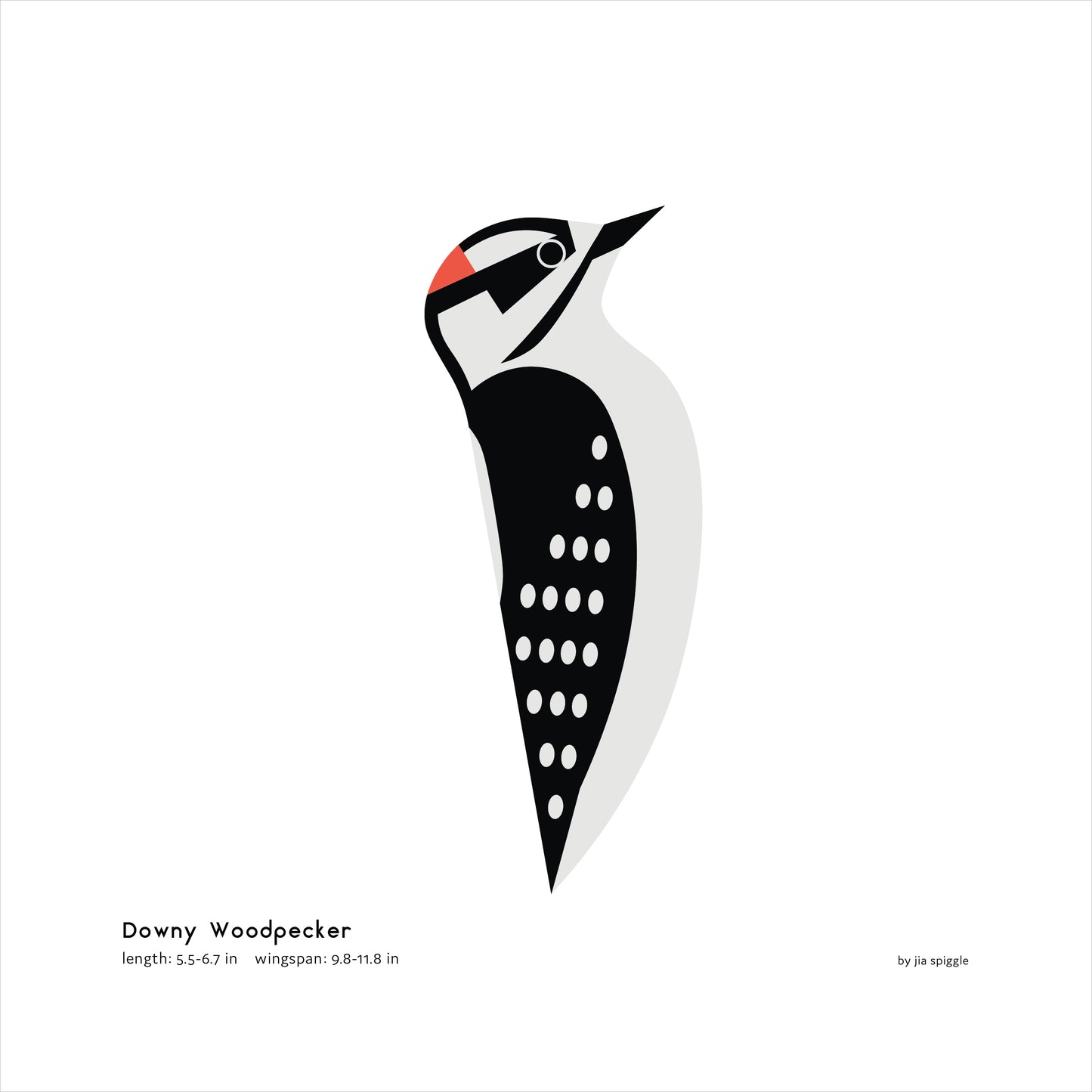 Downy Woodpecker Art Print