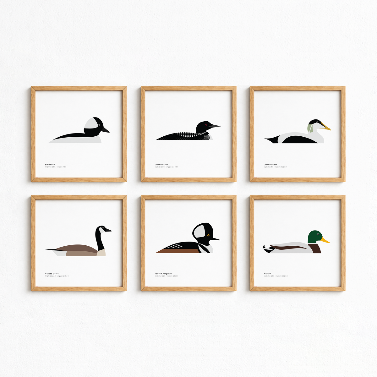 Common Loon Art Print