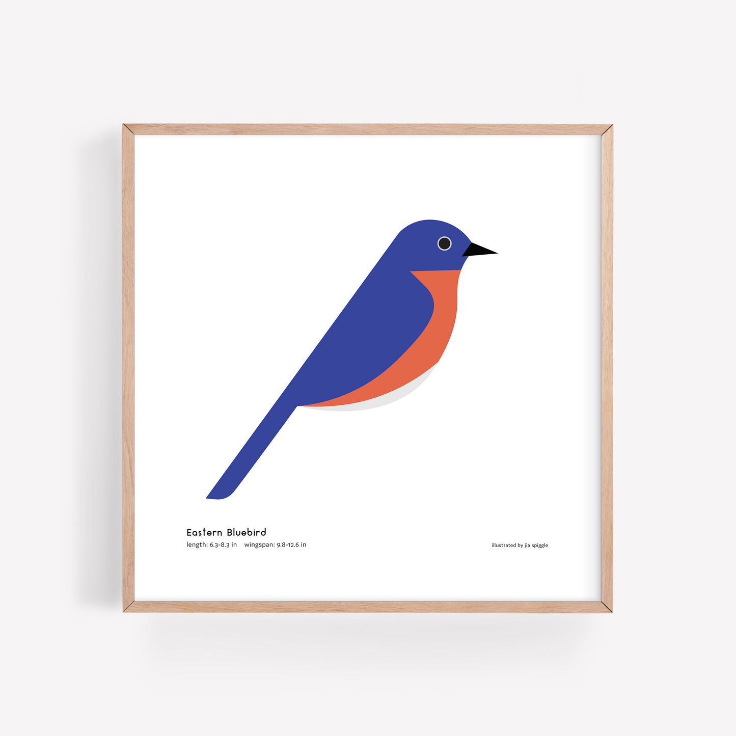 Eastern Bluebird Art Print