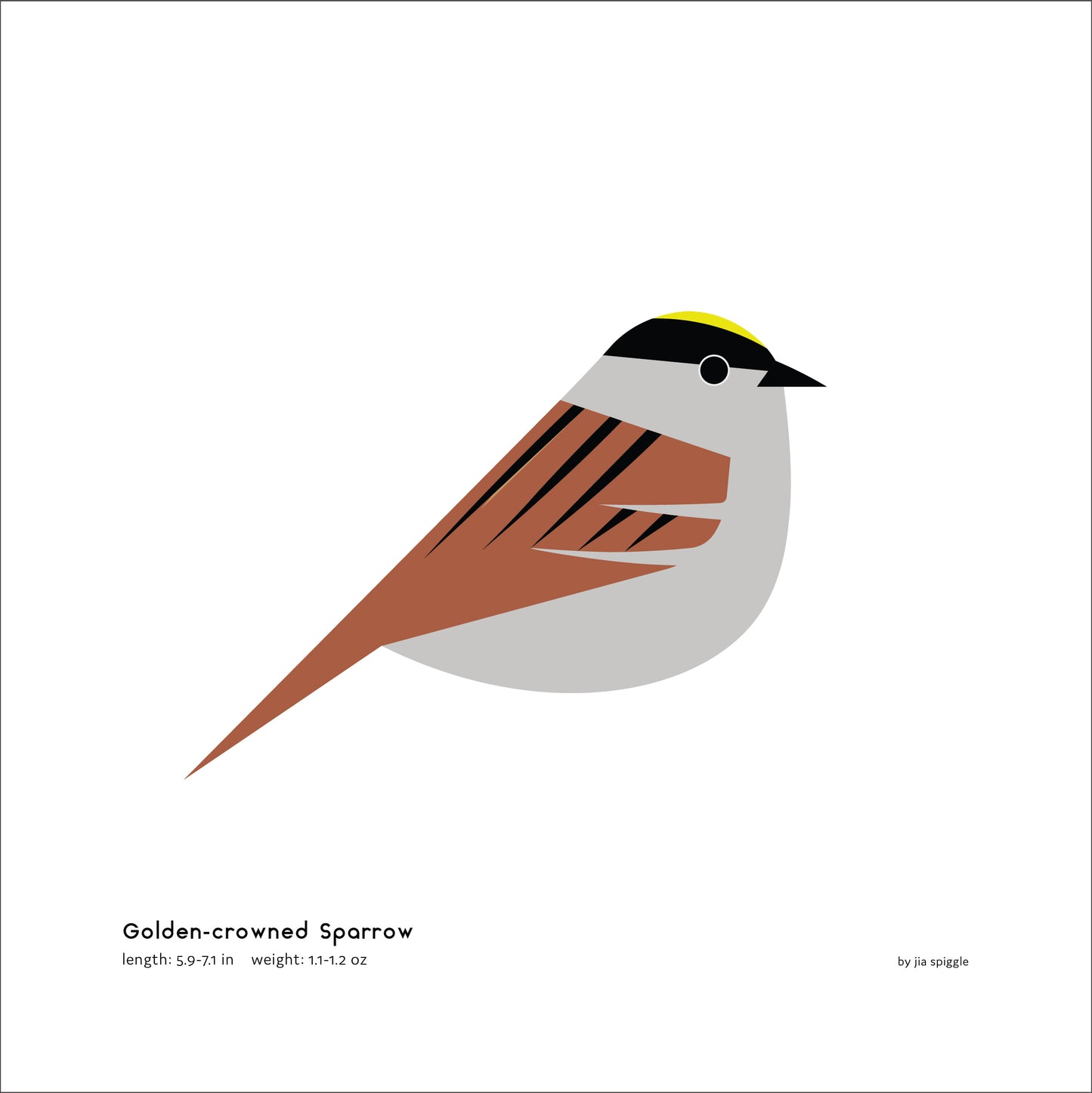 Golden-crowned Sparrow Art Print