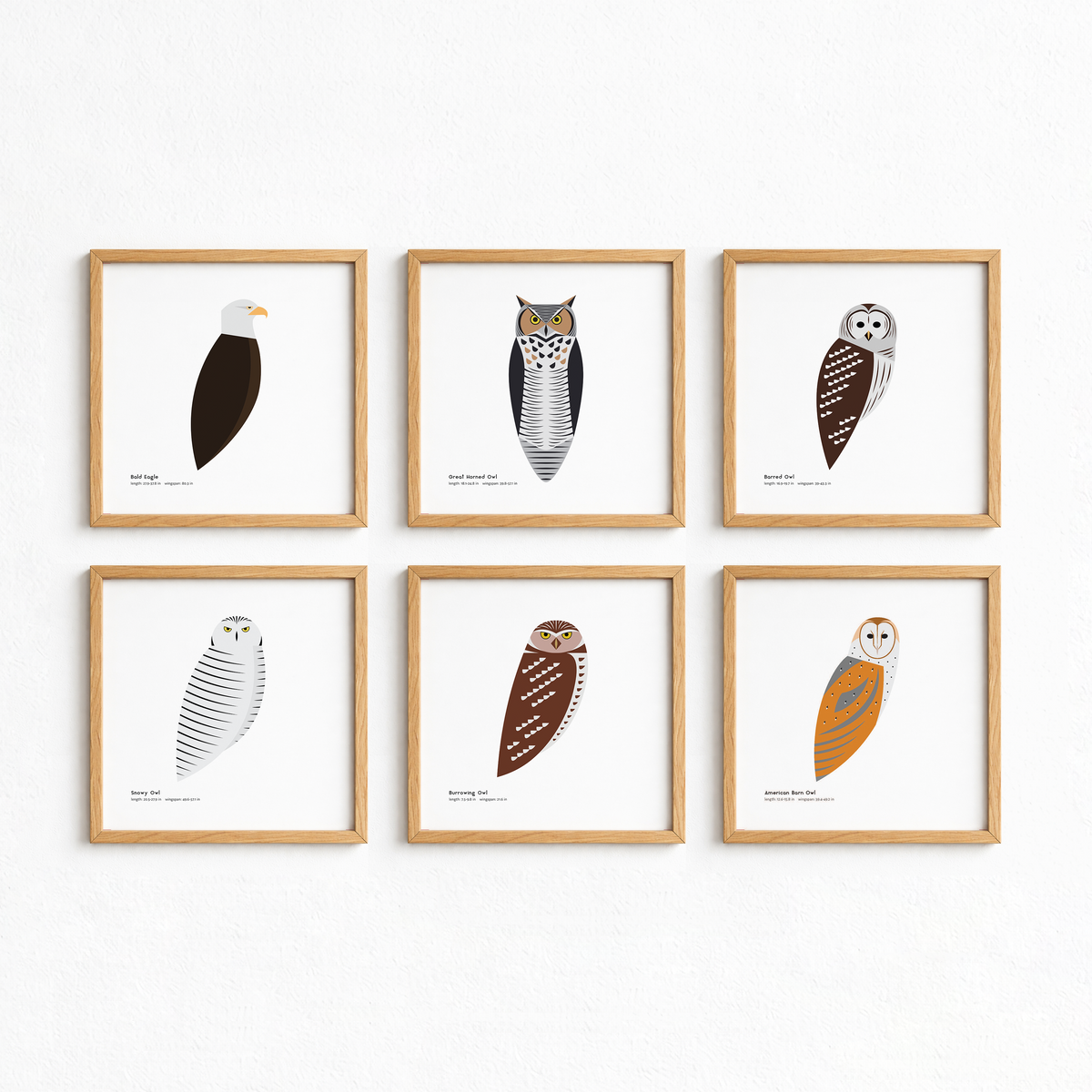 Bald Eagle Art Print
