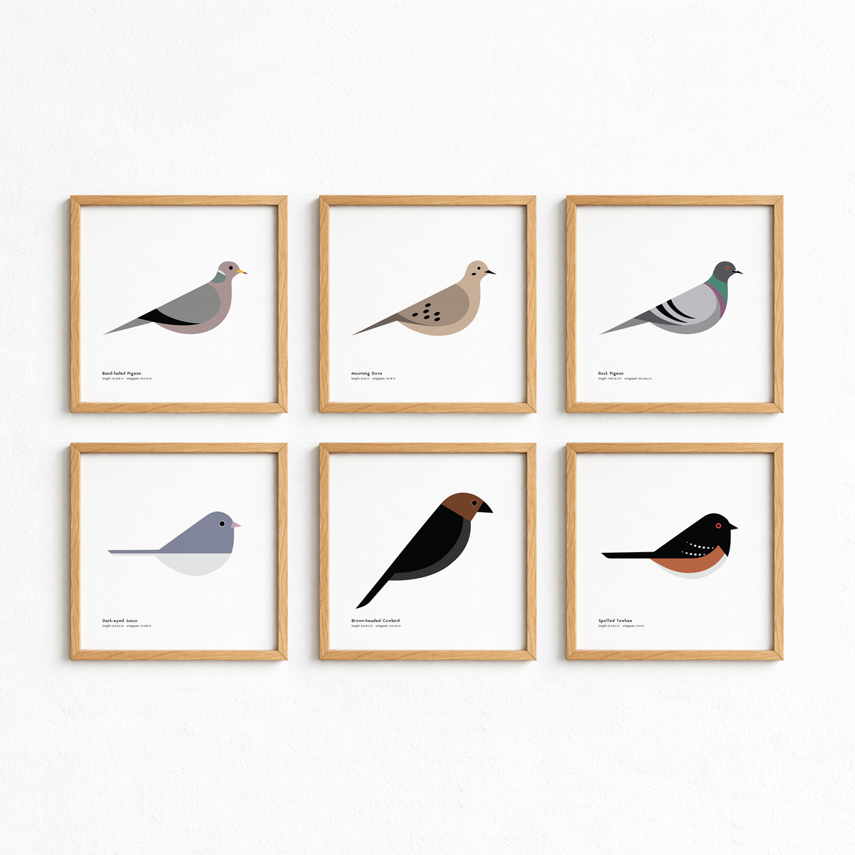 Mourning Dove Art Print