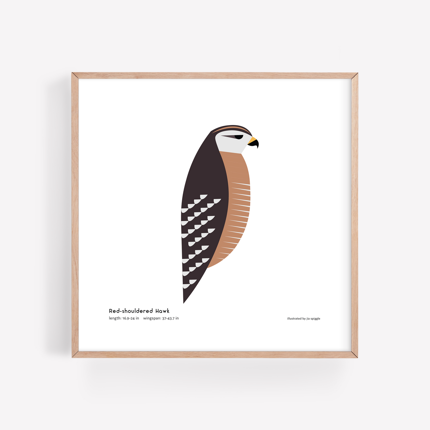 Red-shouldered Hawk Art Print