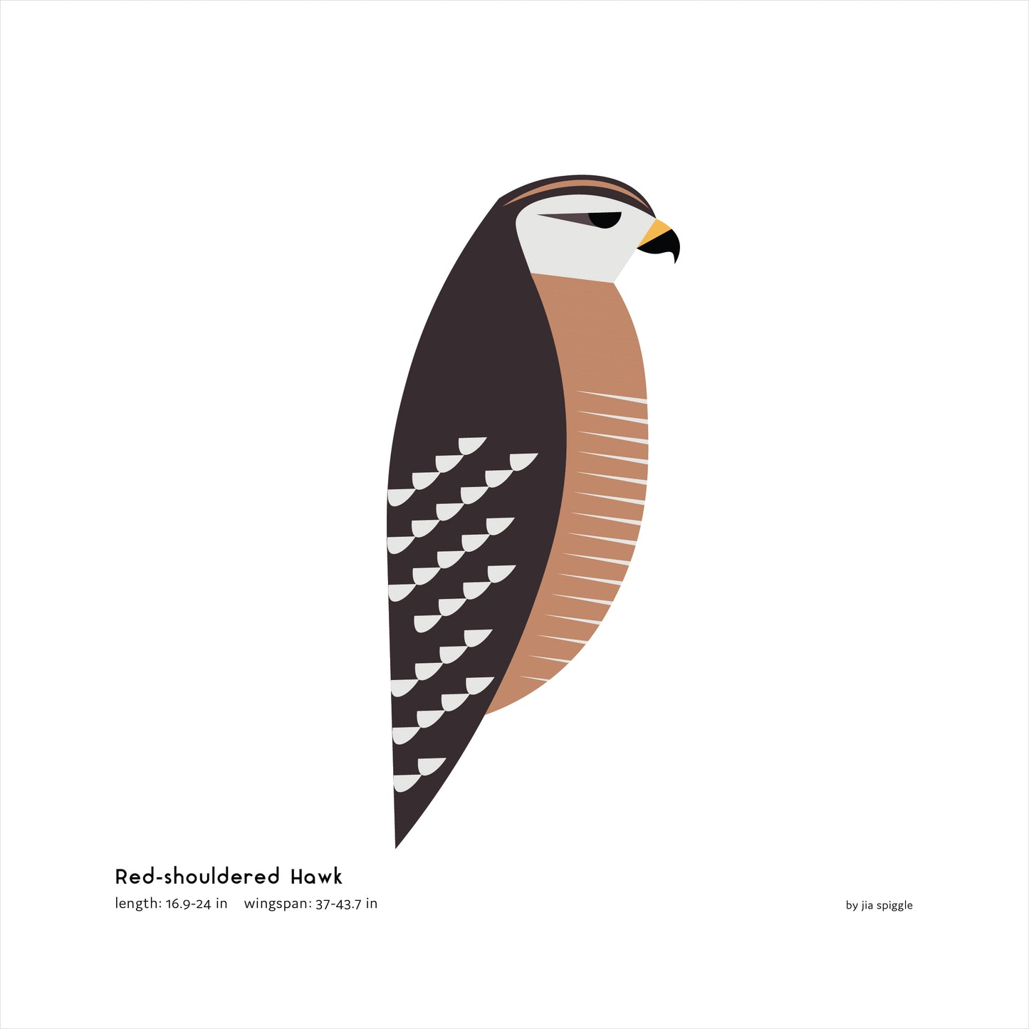 Red-shouldered Hawk Art Print