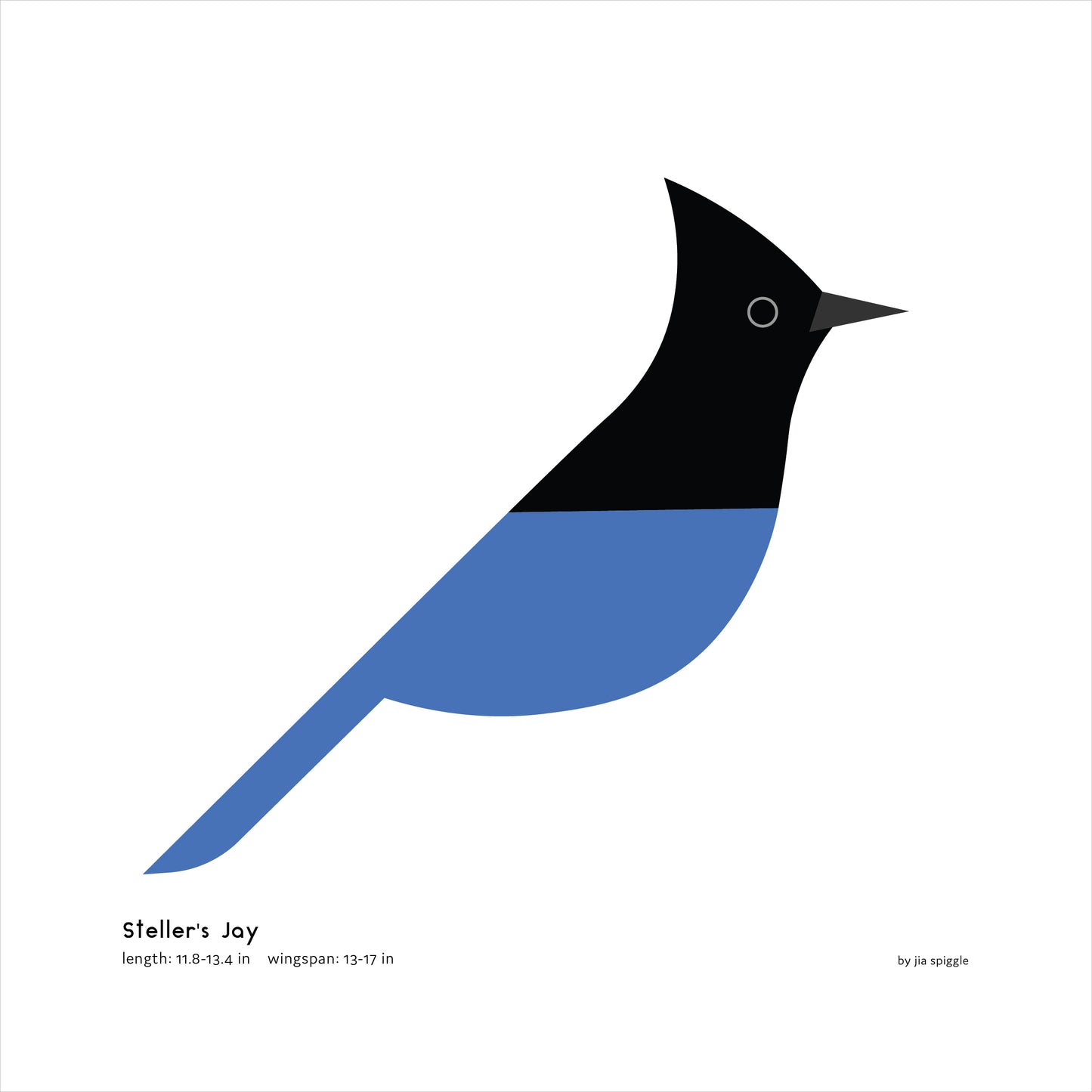 Steller's Jay Art Print