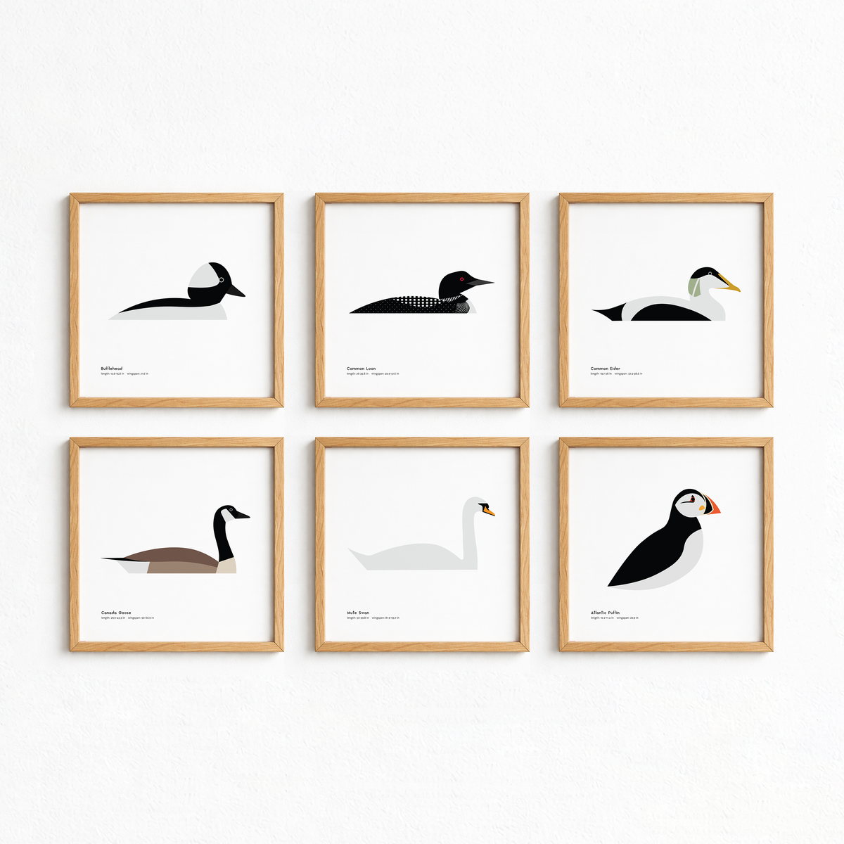 Mute Swan Art Print