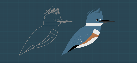 Behind the Bird: Belted Kingfisher