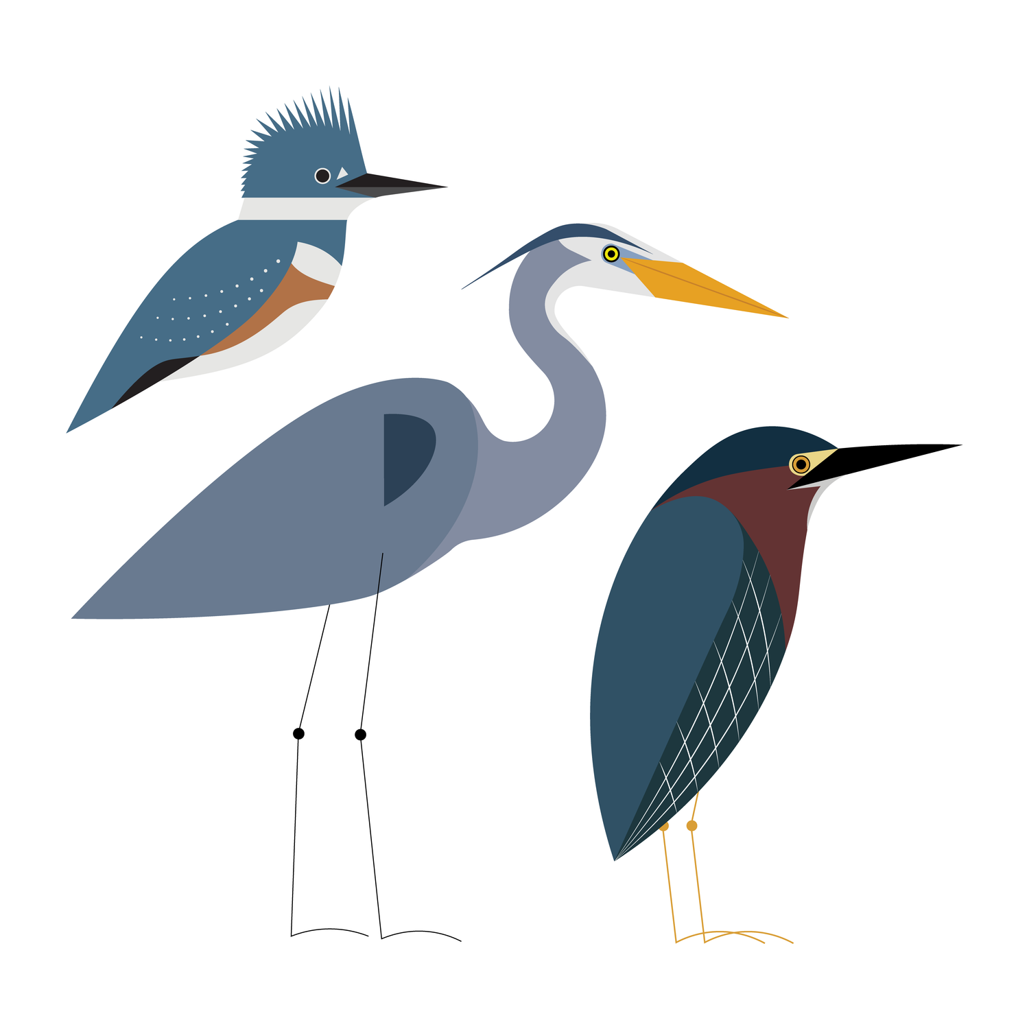 Water & Shorebirds