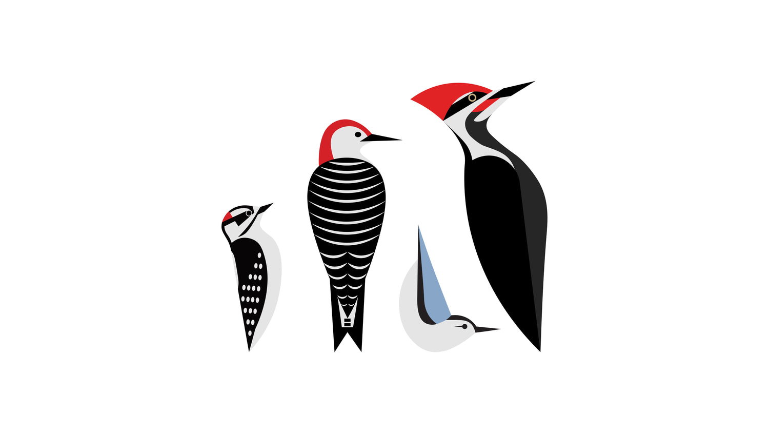 Woodpeckers and Friends