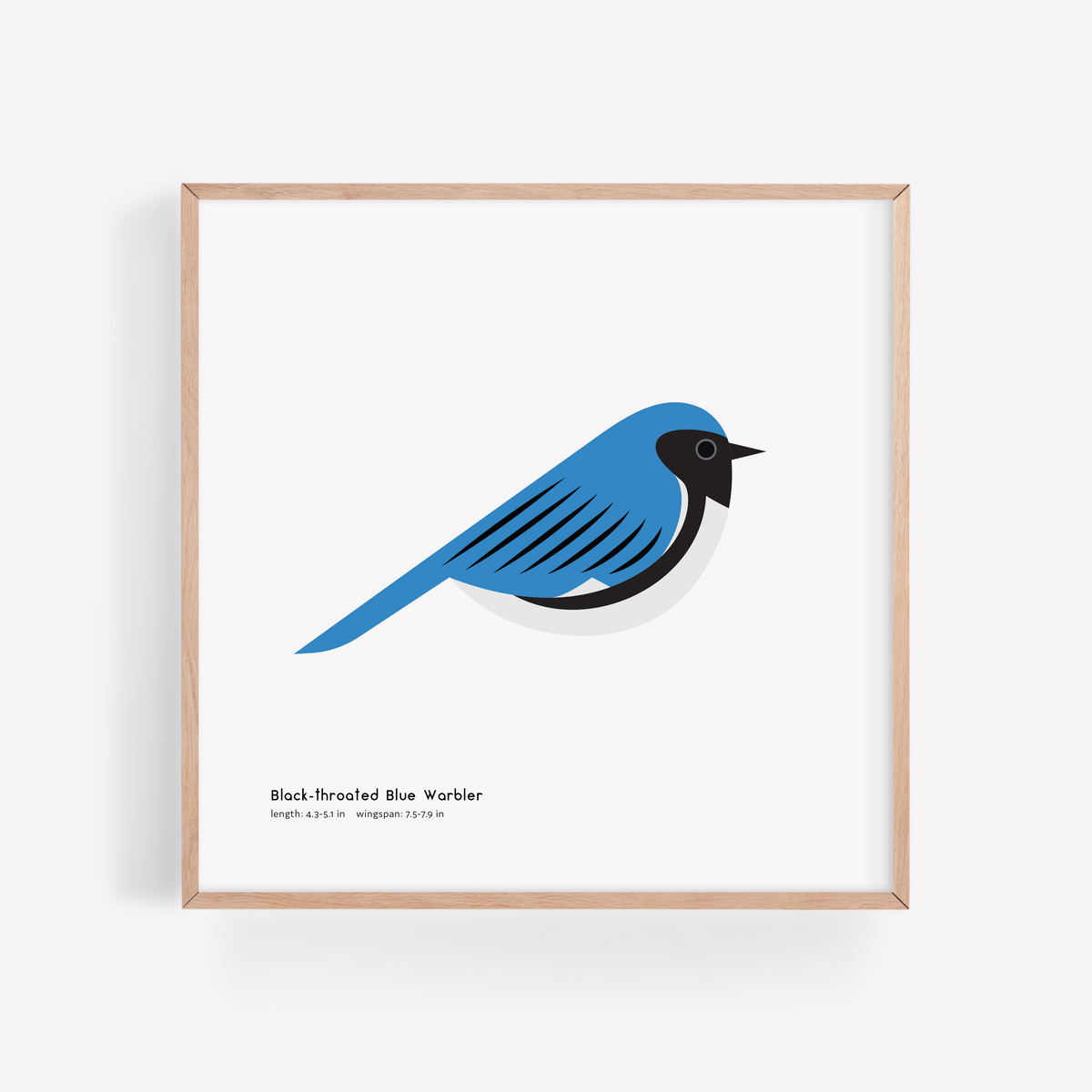 Black-throated Blue Warbler