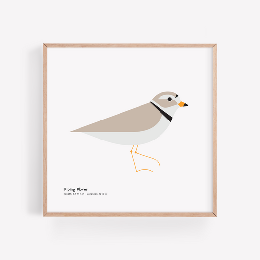 Piping Plover Art Print