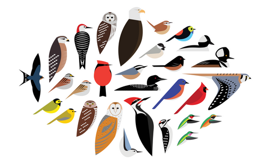 Bird Grouping Giclée Print