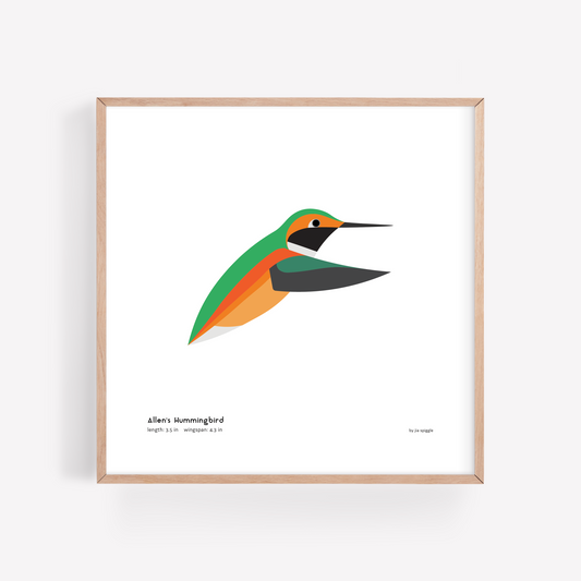 Allen's Hummingbird Art Print