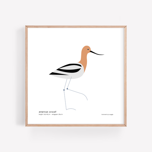 American Avocet Art Print