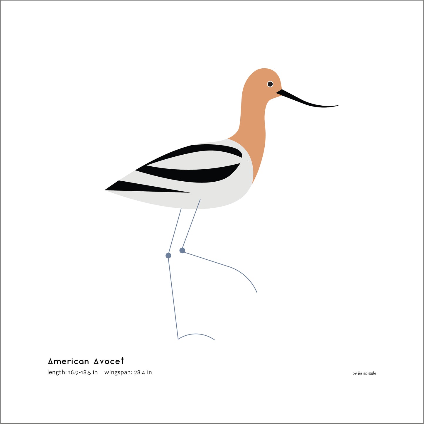 American Avocet Art Print