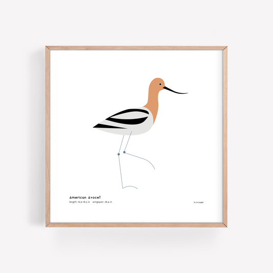 American Avocet Art Print