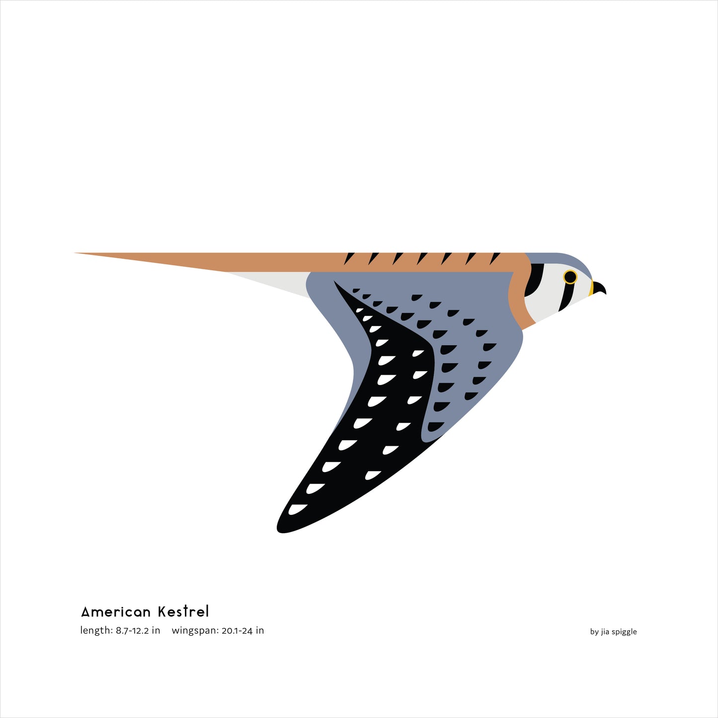 American Kestrel Art Print