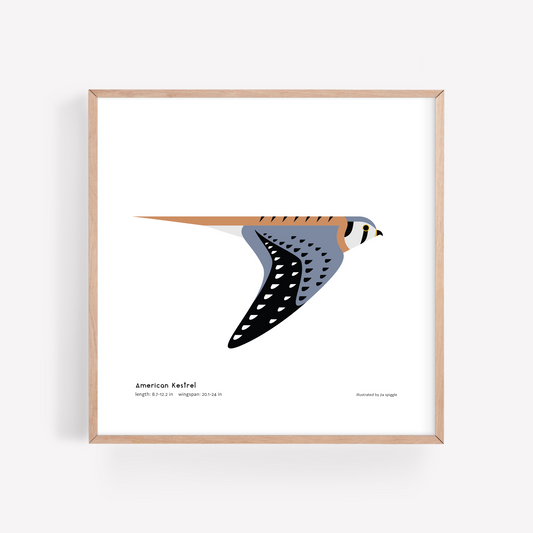 American Kestrel Art Print