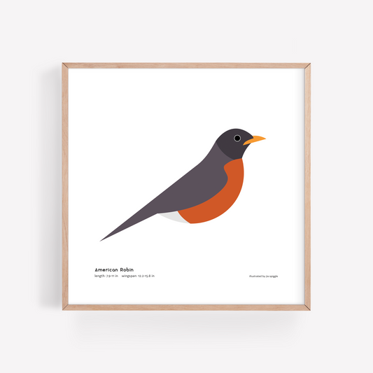 American Robin Art Print