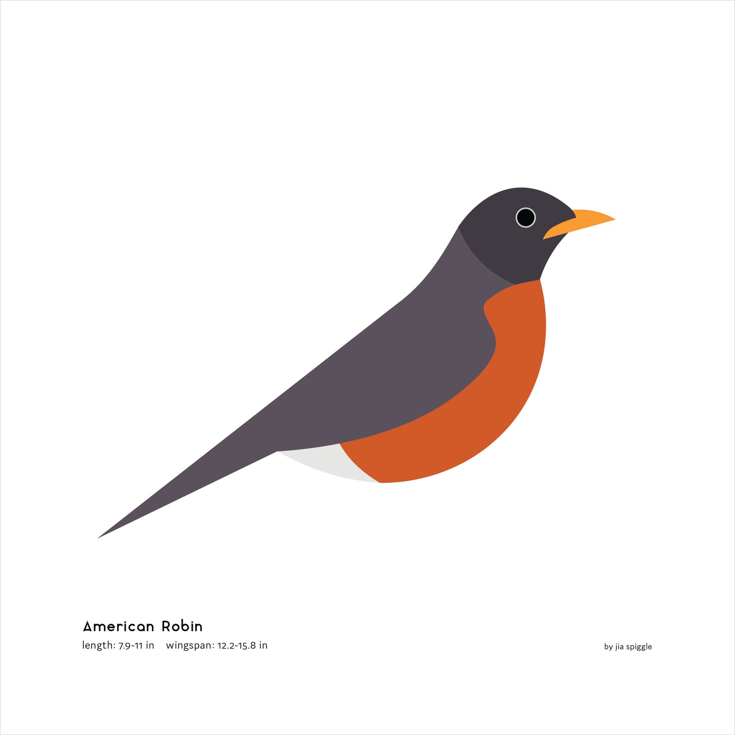 American Robin Art Print