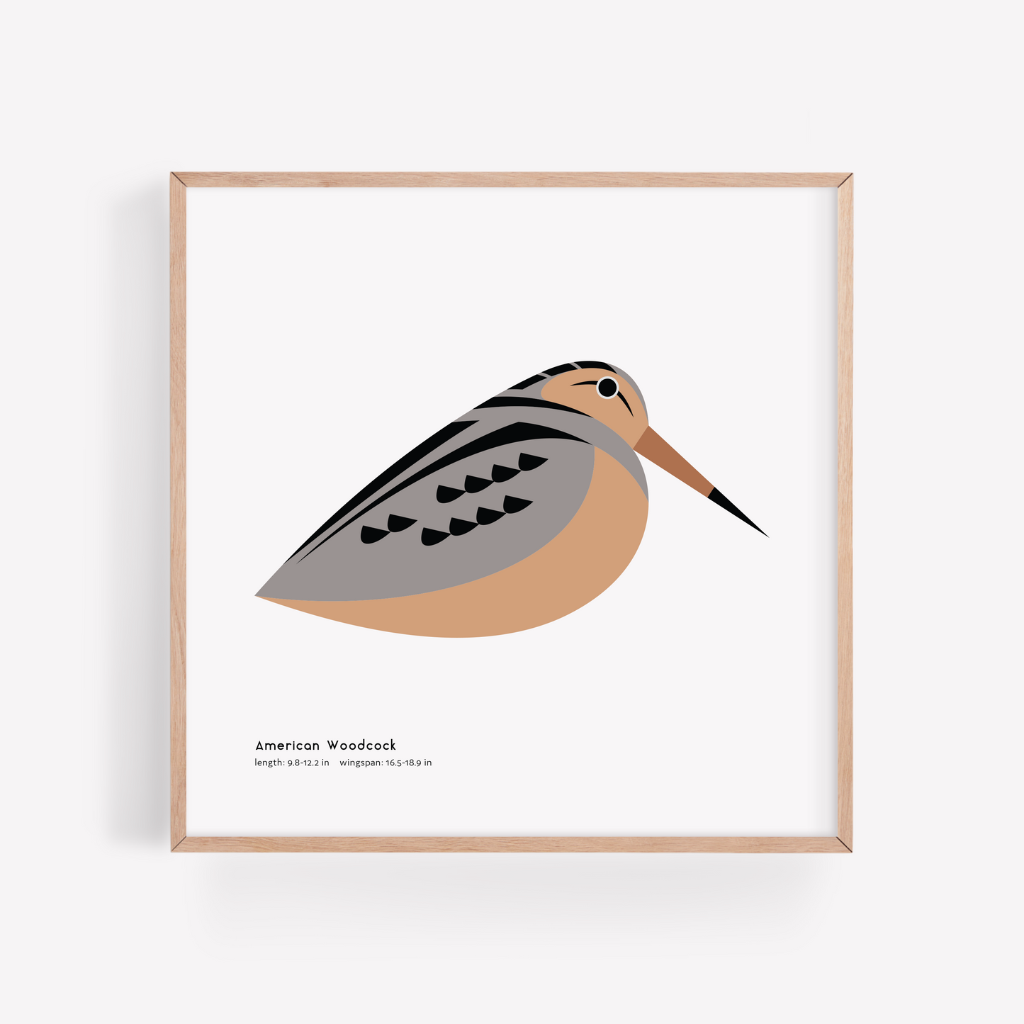 American Woodcock Art Print