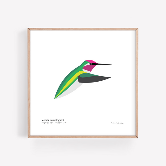 Anna's Hummingbird Art Print