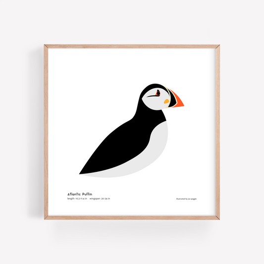 Atlantic Puffin Art Print