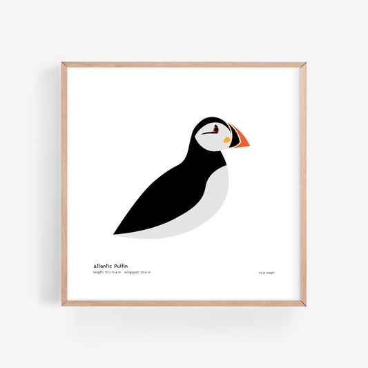 Atlantic Puffin Art Print