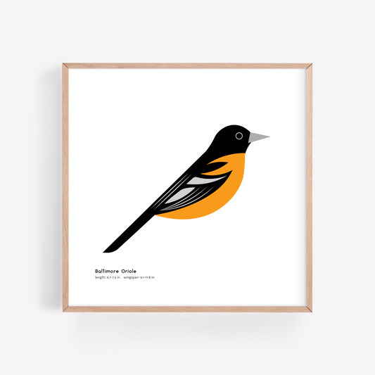 Baltimore Oriole Art Print