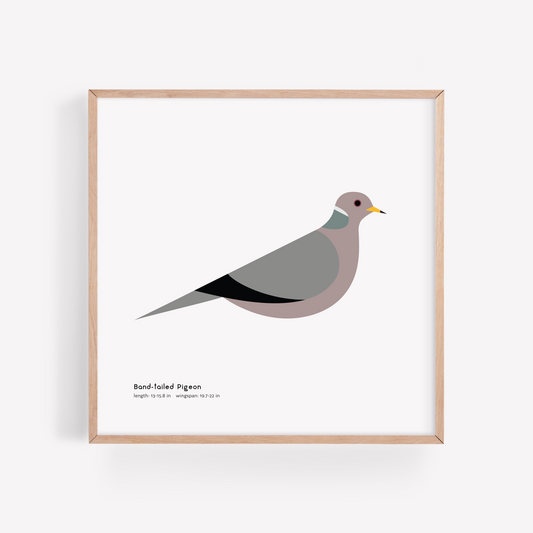 Band-tailed Pigeon Art Print