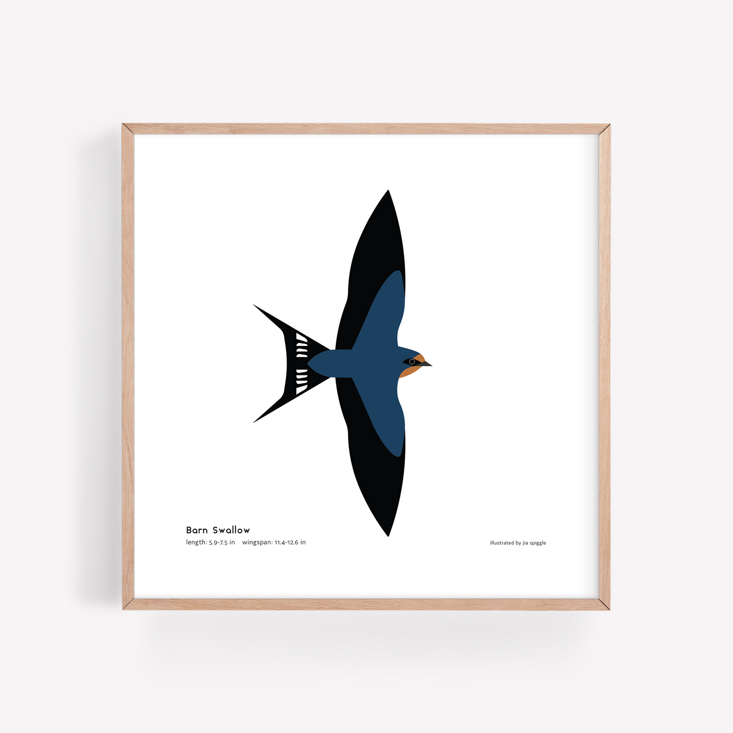 Barn Swallow Art Print