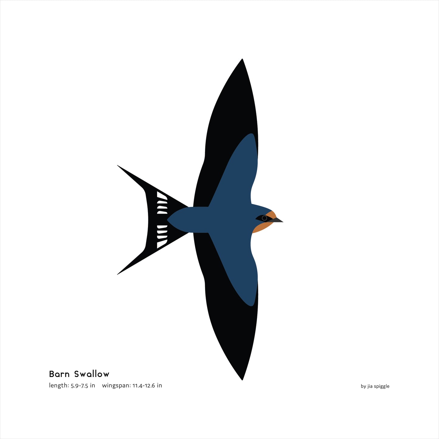 Barn Swallow Art Print