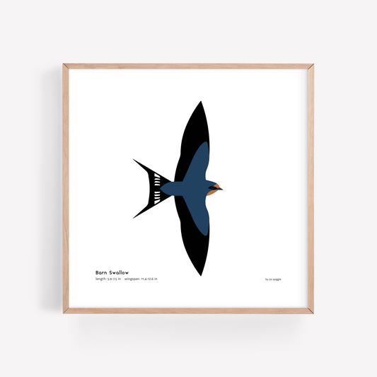 Barn Swallow Art Print
