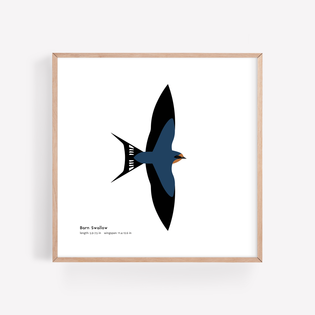 Barn Swallow Art Print