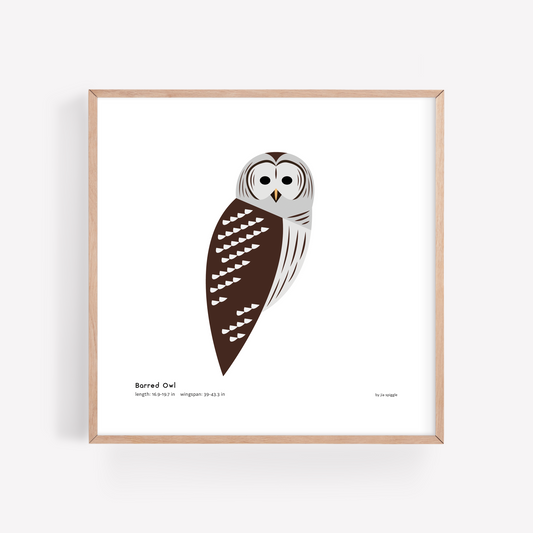Barred Owl Art Print