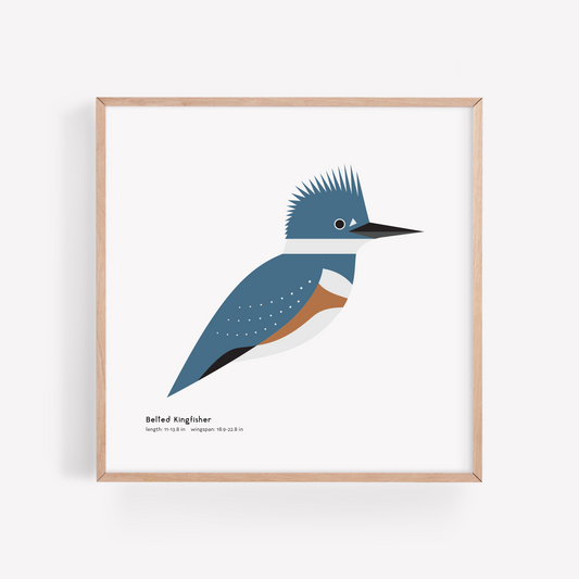 Belted Kingfisher Art Print
