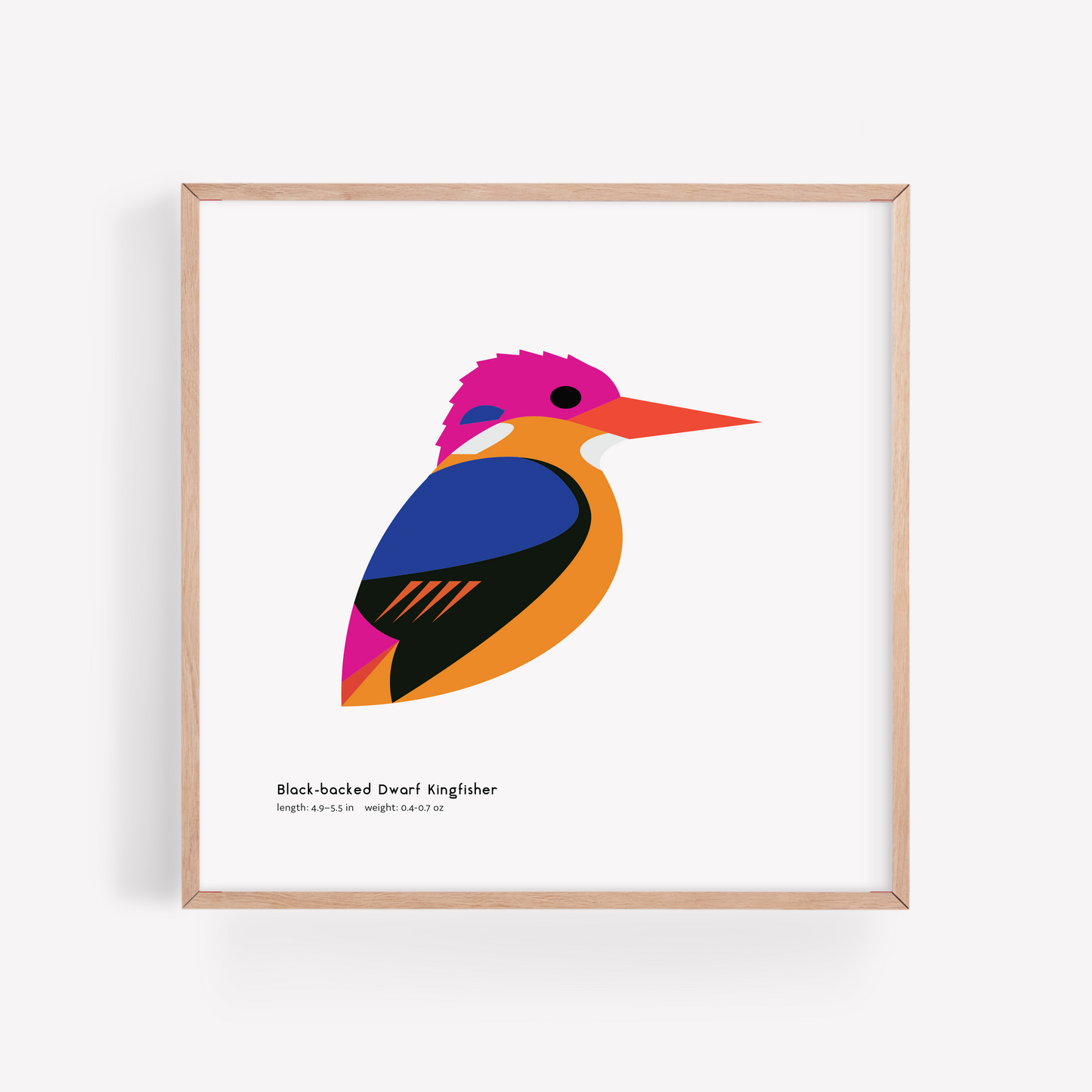 Black-backed Dwarf Kingfisher Art Print