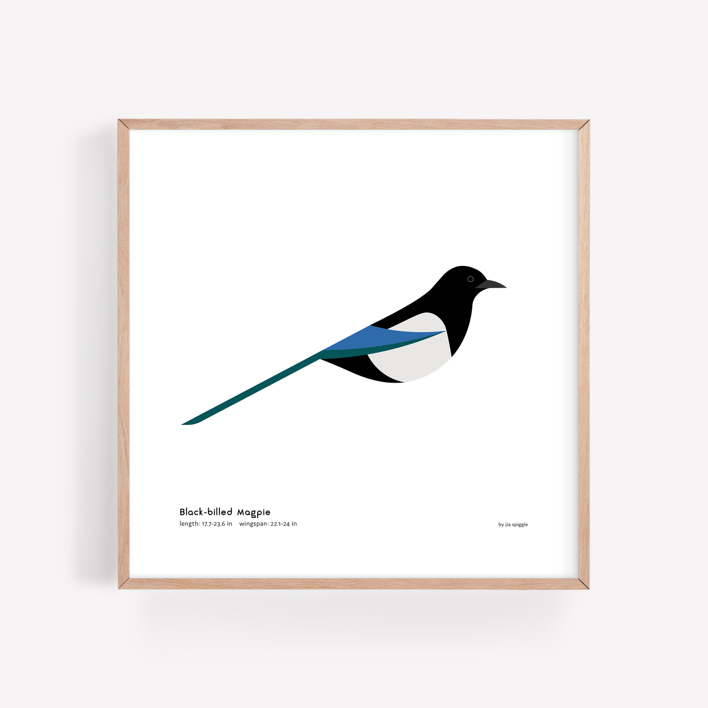 Black-billed Magpie Art Print