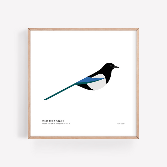 Black-billed Magpie Art Print